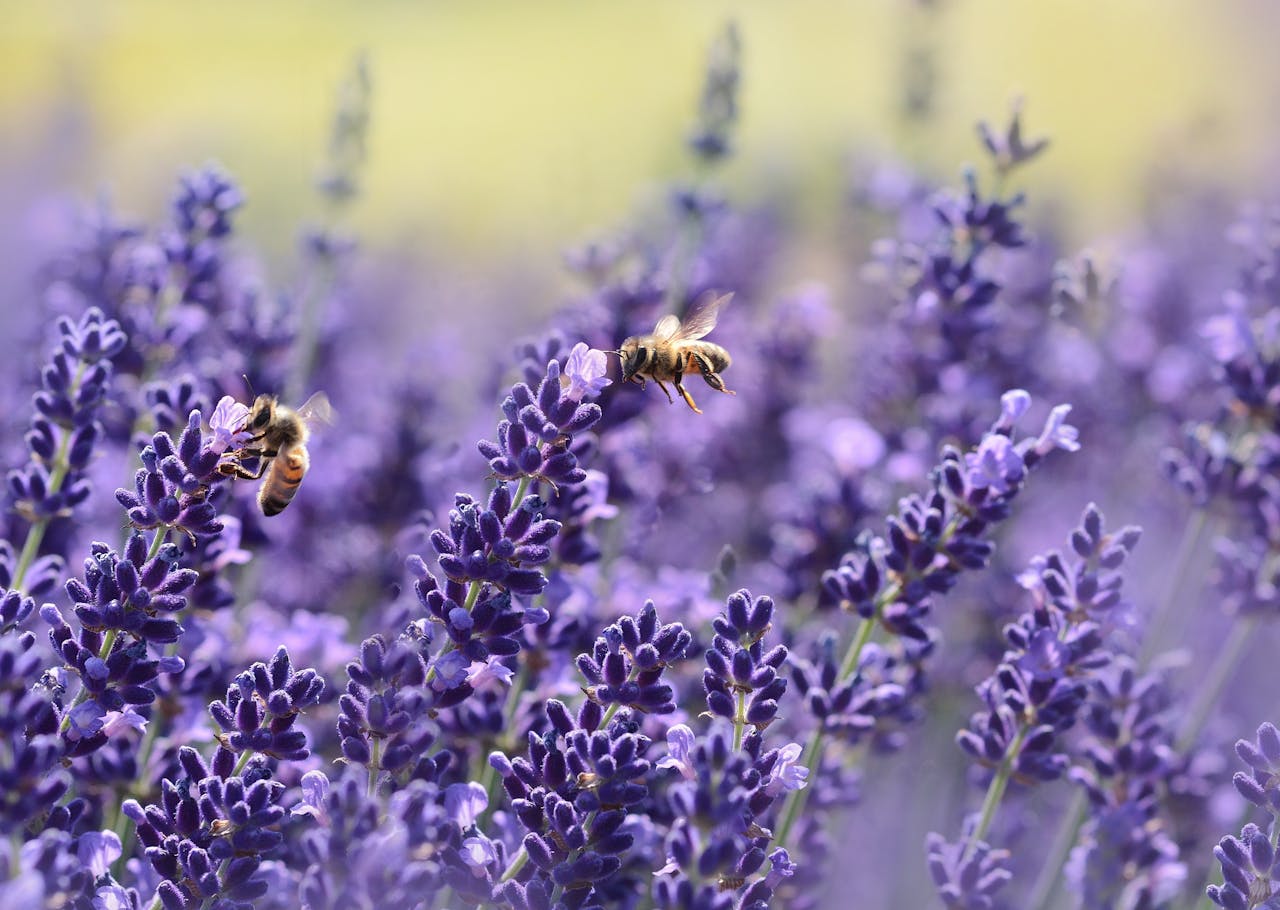 Close-up photo of bees pollinating lavender flowers in a vibrant field.