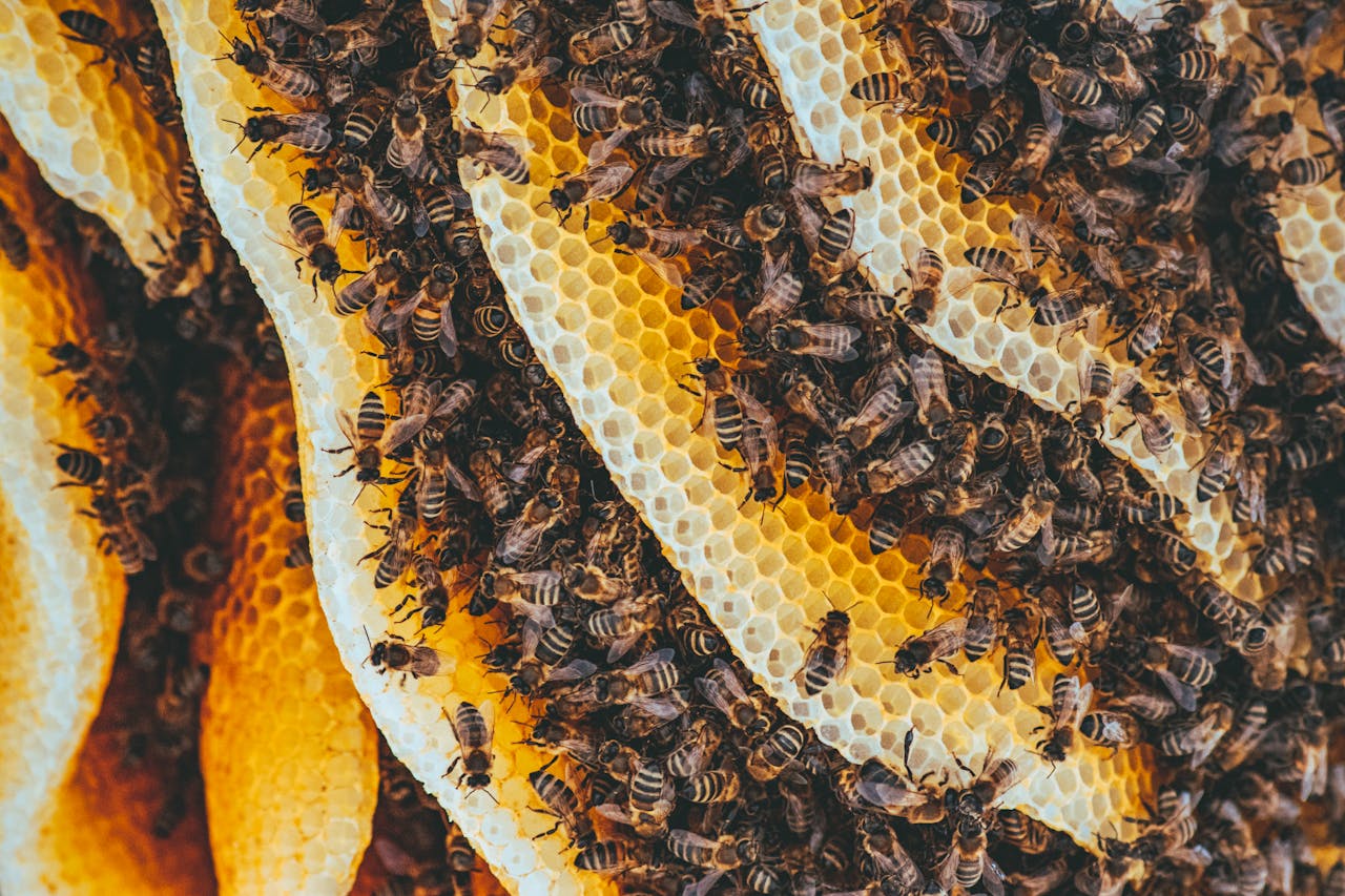 Detailed shot of honeybees on honeycomb showcasing nature's intricate patterns and teamwork.