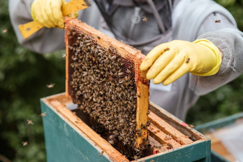 pexels photo 5247969 Beekeeper examining a honeycomb frame full of bees, showcasing beekeeping process.