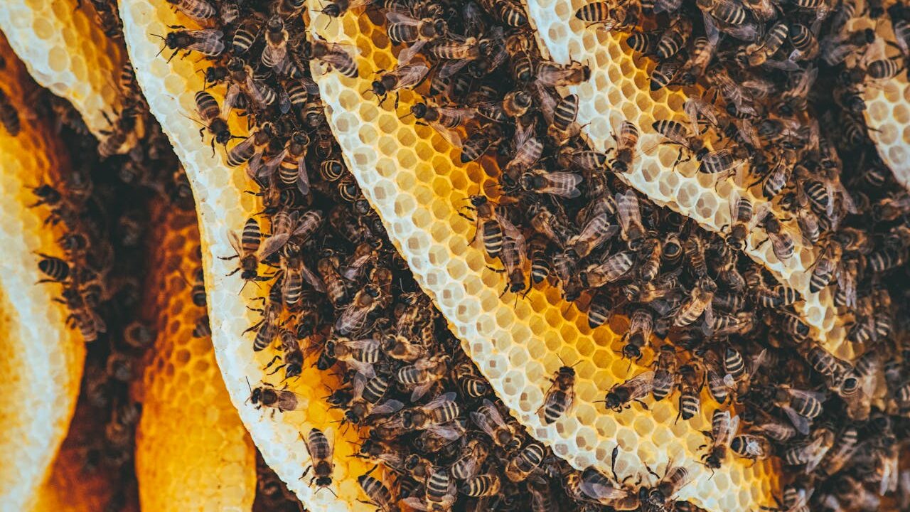pexels photo 3194327 Detailed shot of honeybees on honeycomb showcasing nature's intricate patterns and teamwork.