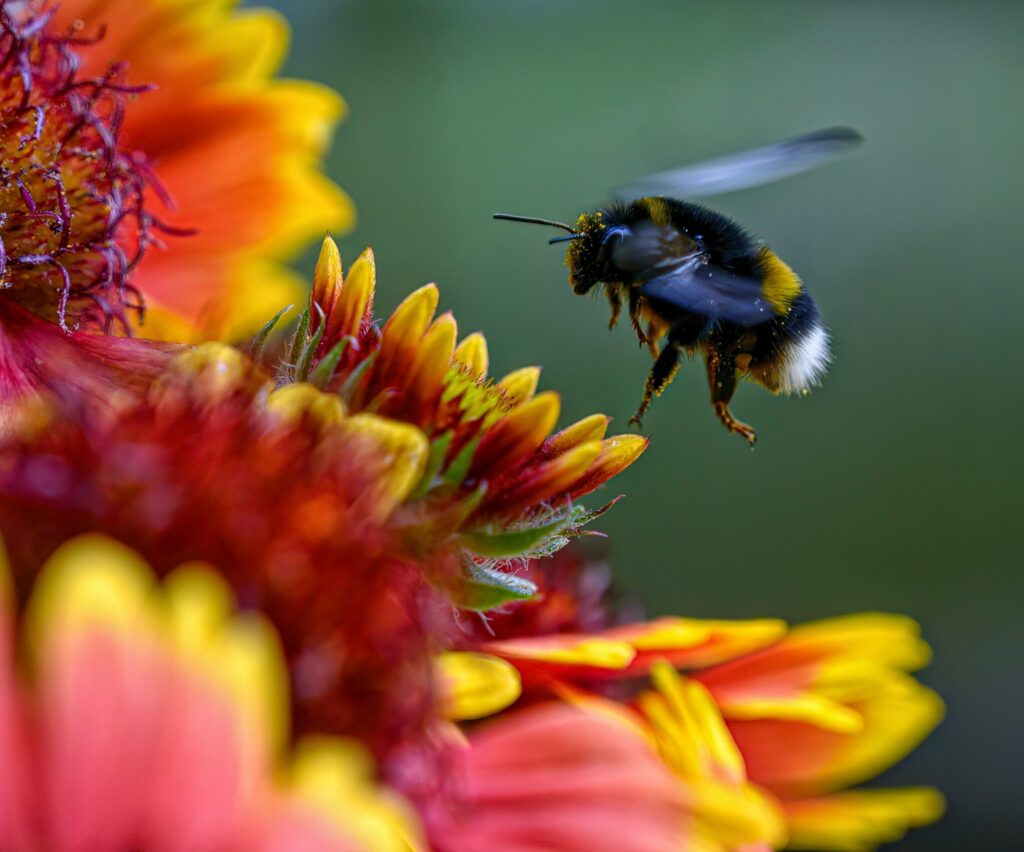 Wildbiene ladislav stercell unsplash Wildbiene - ladislav unsplash